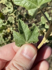 Malacothamnus fasciculatus