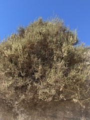 Salsola oppositifolia