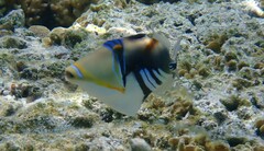 Rhinecanthus aculeatus