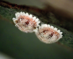 Monophlebidae