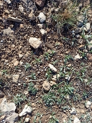 Oryctolagus cuniculus