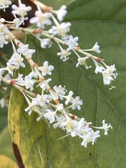 Reynoutria japonica
