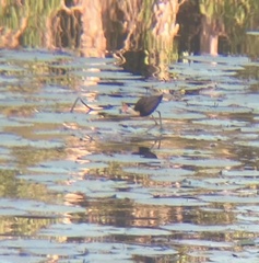 Irediparra gallinacea