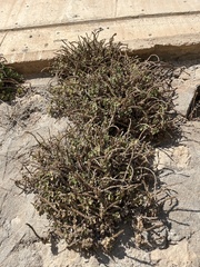 Lafuentea rotundifolia