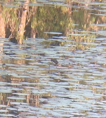 Irediparra gallinacea