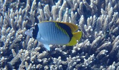 Chaetodon lineolatus