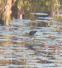 Irediparra gallinacea