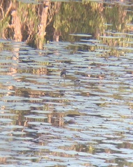 Irediparra gallinacea