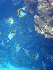 Chaetodon lineolatus