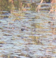 Irediparra gallinacea