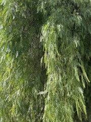 Schinus molle