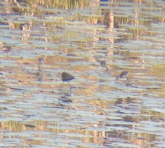 Irediparra gallinacea