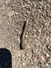 Ommatoiulus rutilans