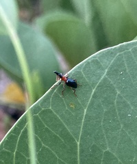 Cylas formicarius