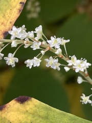 Reynoutria japonica