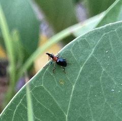 Cylas formicarius