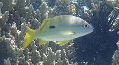 Lutjanus fulviflamma