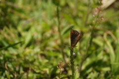 Junonia evarete