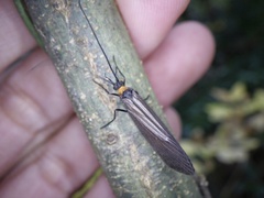 Nothopsyche ruficollis