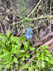 Myosotis sylvatica