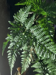 Davallia griffithiana