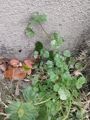 Lamium