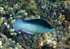 Anampses neoguinaicus