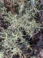 Asparagus horridus