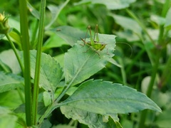 Conocephalus maculatus