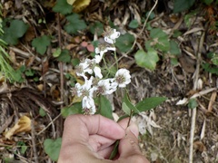 Aster ageratoides ageratoides