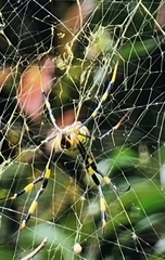 Trichonephila clavata