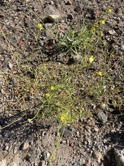 Diplotaxis harra lagascana