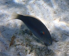Stethojulis bandanensis