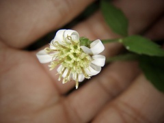 Aster ageratoides ageratoides