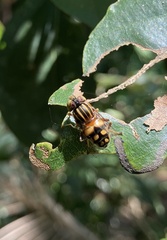 Eristalinus punctulatus