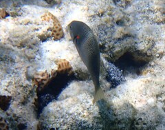 Stethojulis bandanensis