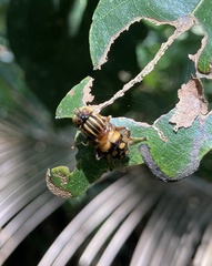 Eristalinus punctulatus