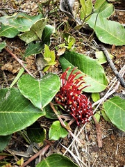 Grevillea laurifolia