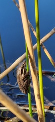 Litoria adelaidensis