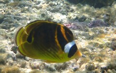Chaetodon lunula