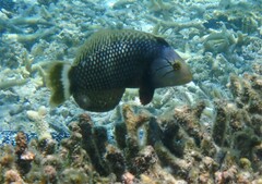 Novaculichthys taeniourus