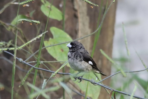 Black-and-white Seedeater (Sporophila luctuosa), photo 8