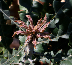 Banksia grandis
