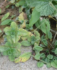 Podosphaera fuliginea