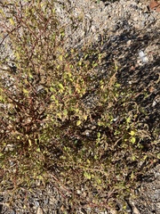 Amaranthus deflexus