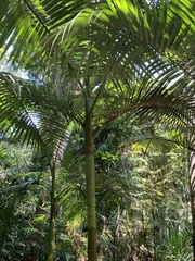 Archontophoenix alexandrae