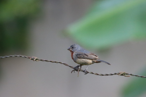 Chestnut-bellied Seedeater (Sporophila castaneiventris), photo 6