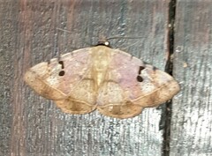 Hypopyra carneotincta