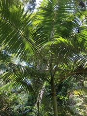 Archontophoenix alexandrae