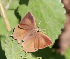 Surendra quercetorum